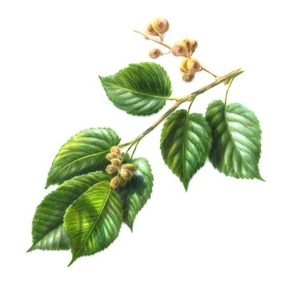 Herbal Treatments on Slippery Elm Herbal Remedies